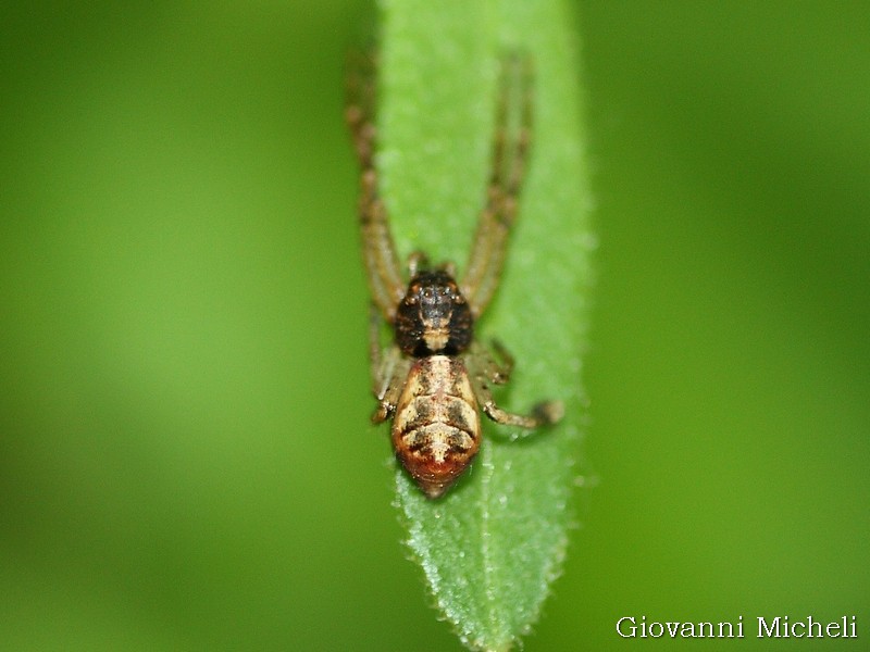 Tmarus sp. - Albano Vercellese (VC)